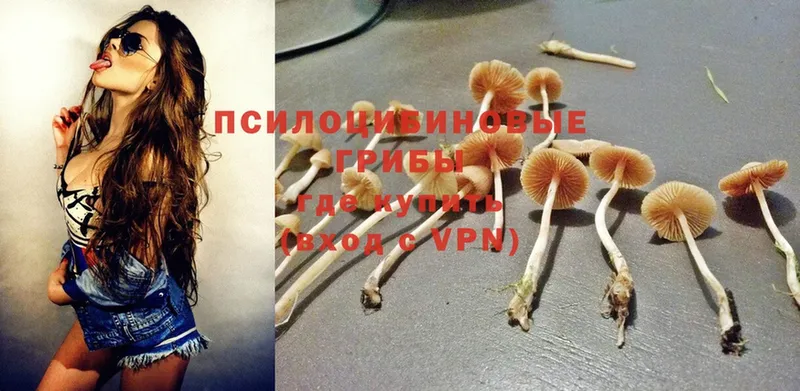 Псилоцибиновые грибы Psilocybe  Верхотурье 